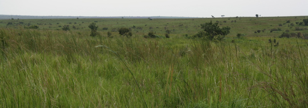 A small piece of the threatened land